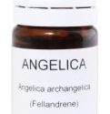 Angelica